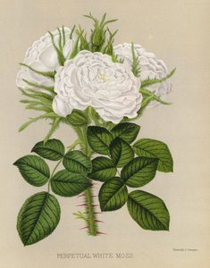 The Rose Garden: Perpetual White Moss by English School